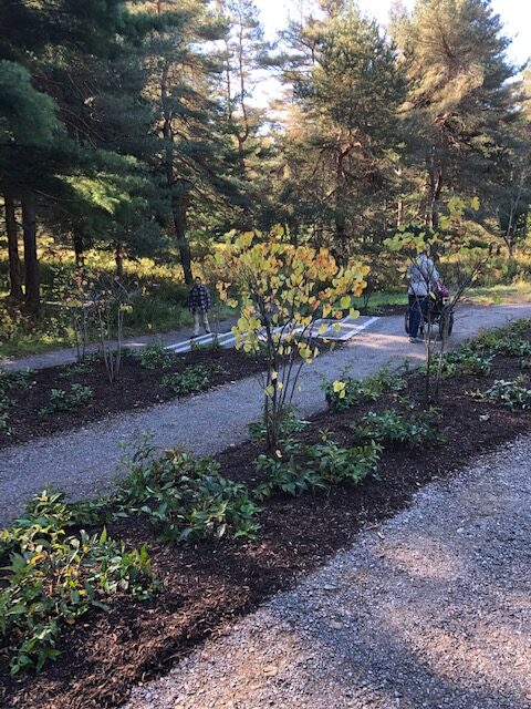 trail with freshly planted trees and plants